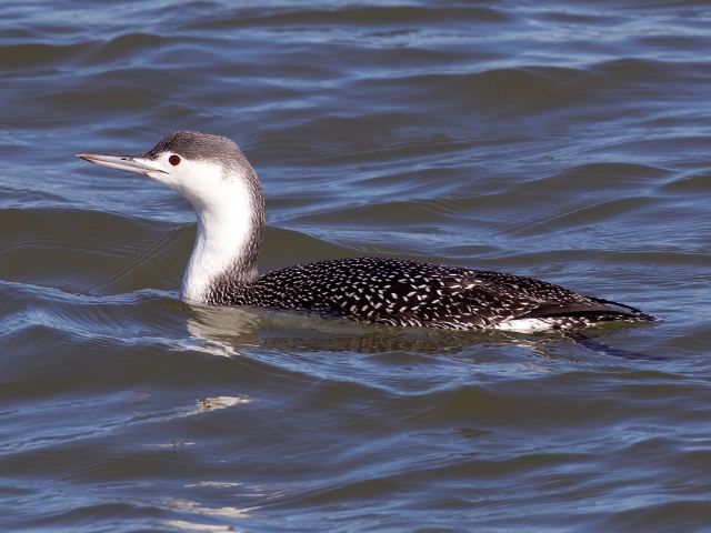 Red-throated Loon